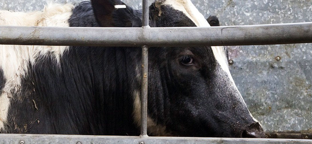 Feed lots en la provincia de Buenos Aires