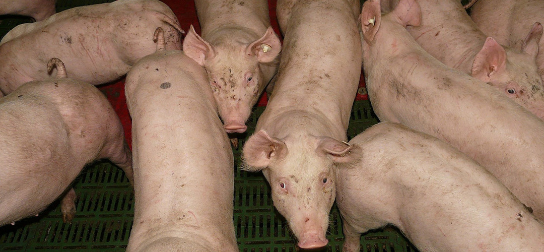 Granjas familiares en Argentina II