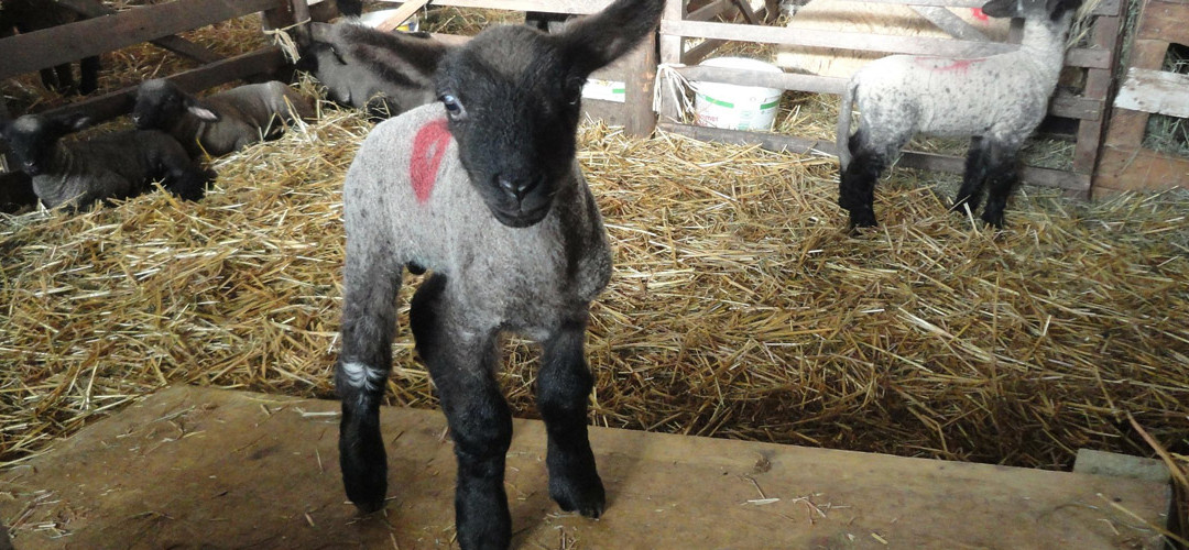 Derechos animales