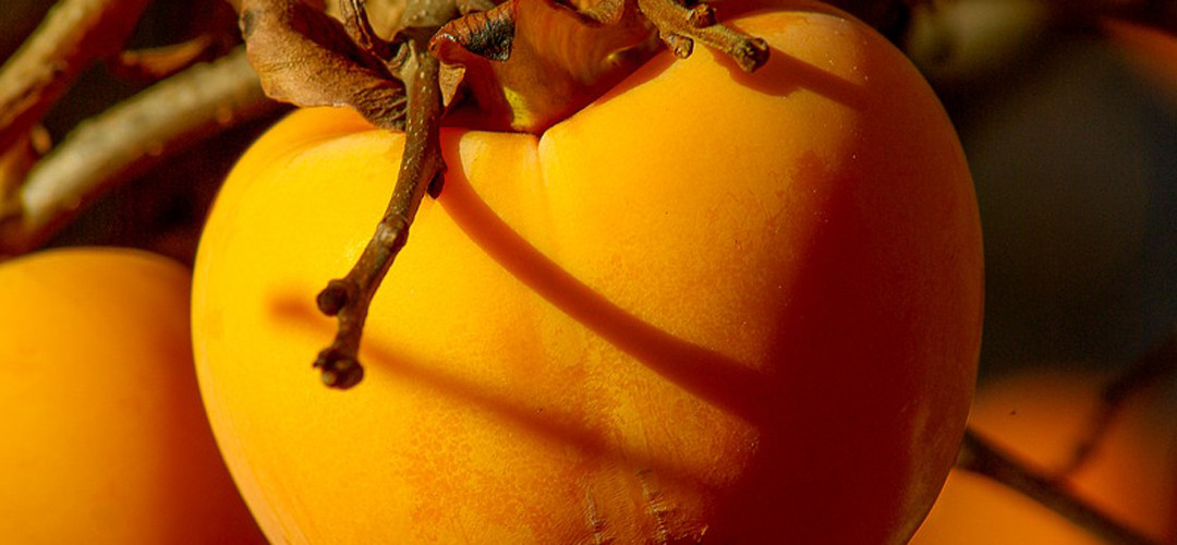 Vitamina B12. El gorila en la habitación