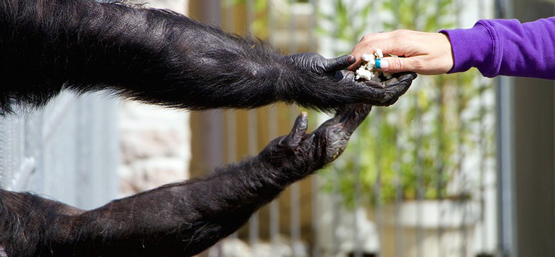 «Heredarás la Jaula.» Muestra artística
