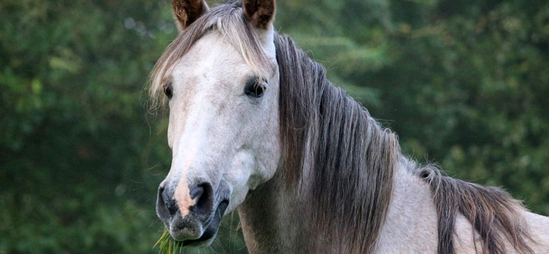 Donald Watson y el término «veganismo»
