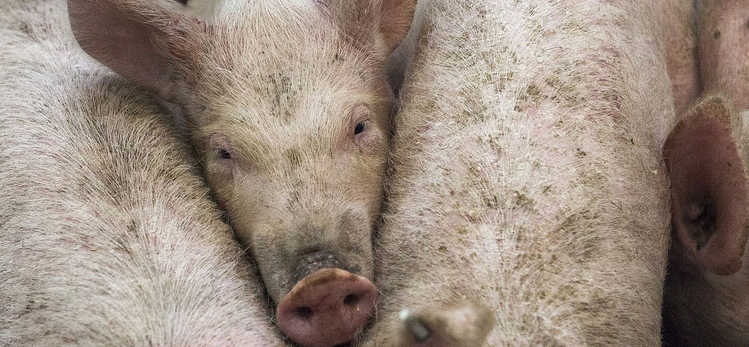 Evolución del cerebro y consumo cárnico