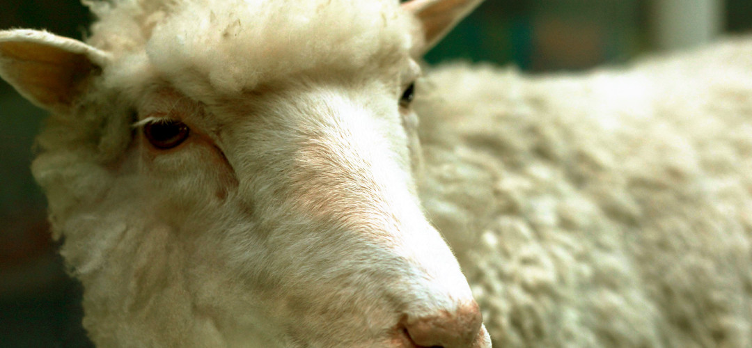 Porqué promovemos el veganismo