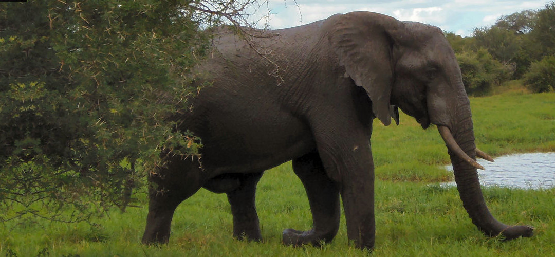 La desesperación de un elefante