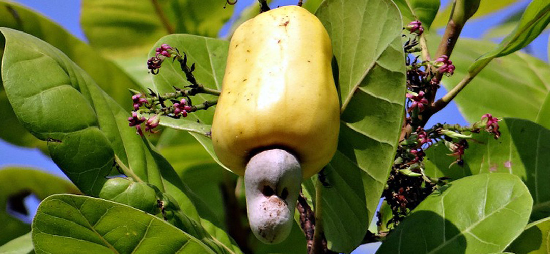Dietas con alto contenido proteico