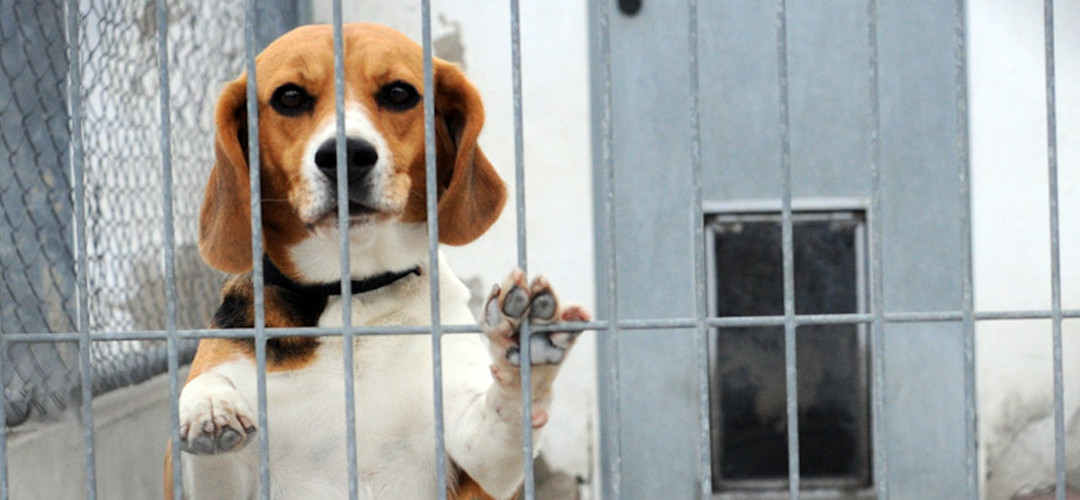 La guerra contra los animales y la lógica especista