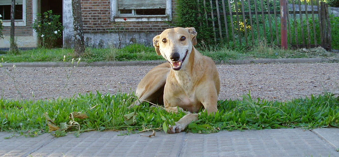 ¿El perro y el hijo?