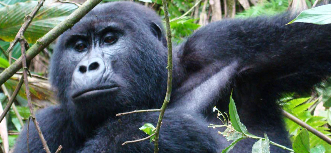 Bushmeat: cuerpos de animales salvajes
