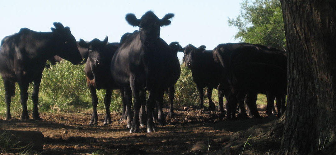 Veganismo por razones éticas