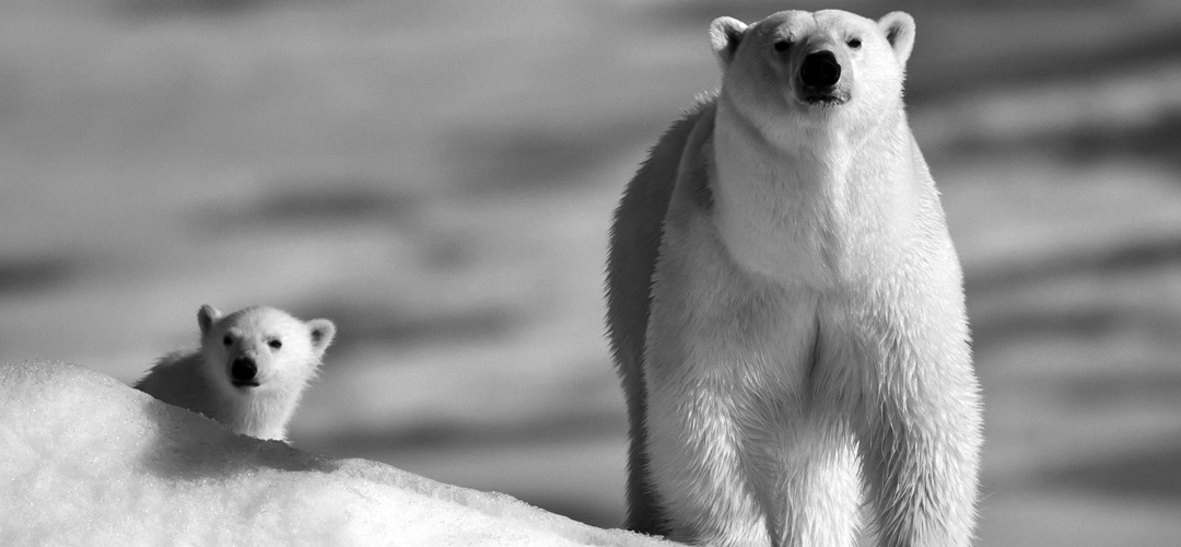 Un oso llamado Knut
