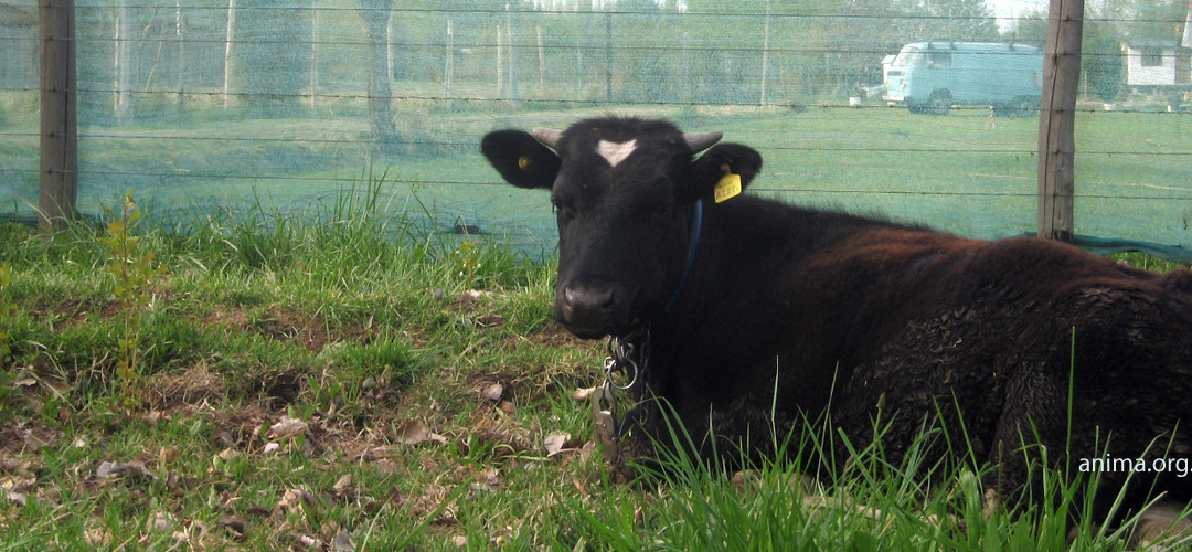 Los caminos de la carne