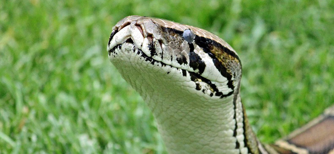 Conservación de los recursos y animales no humanos