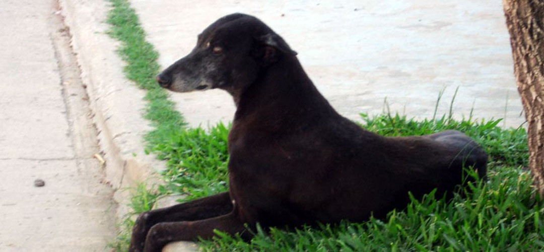 Galgos en Argentina