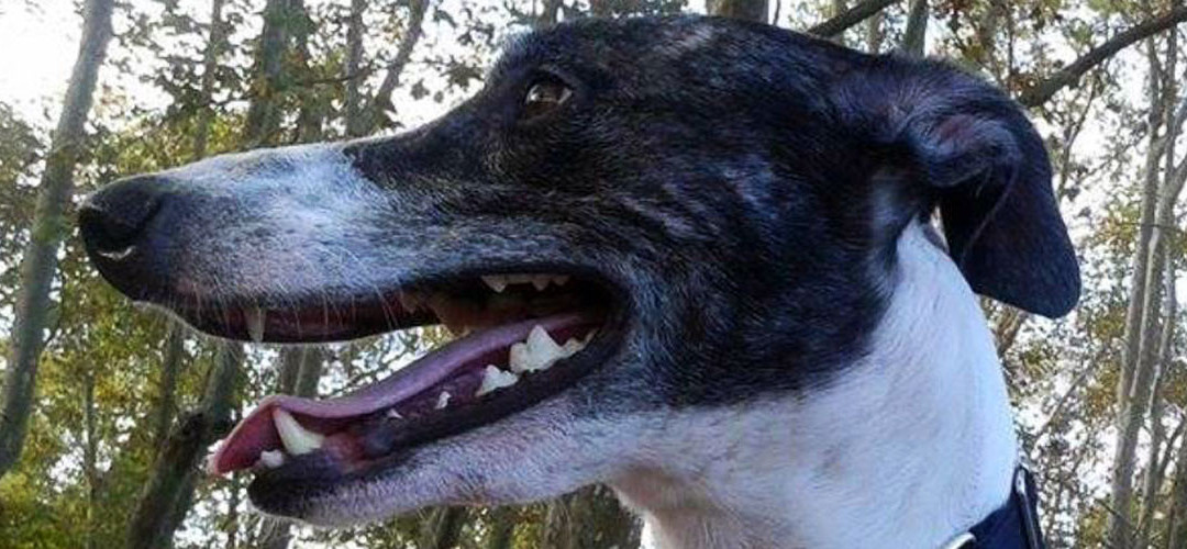 Galgos en Argentina II