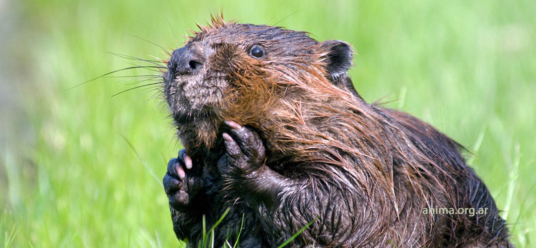 Derechos animales y ecologismo