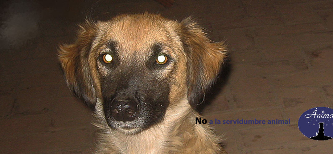 Animales «al servicio de la ciudadanía»
