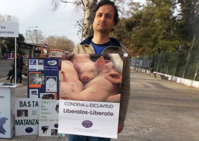 animales sin hogar
