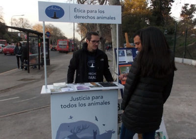 animales sin hogar
