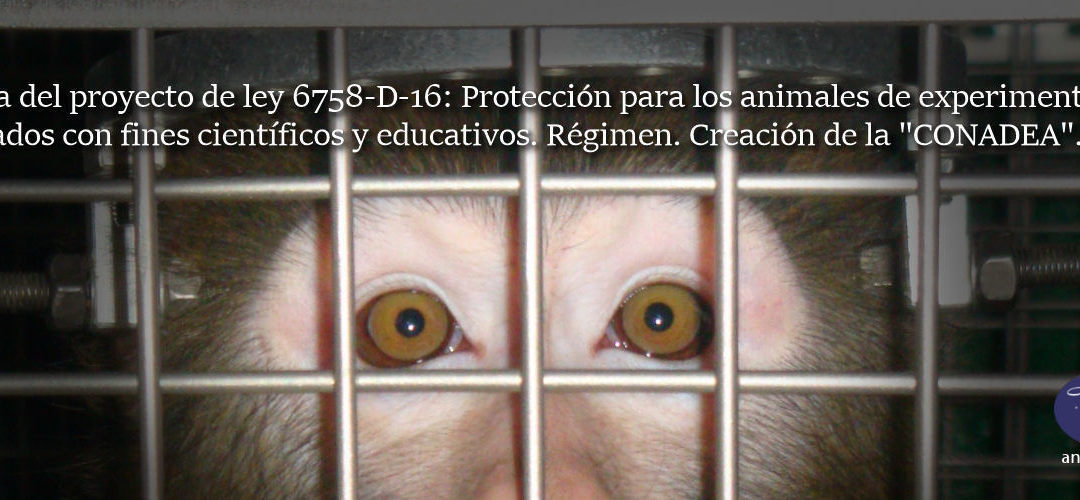 Proyecto de regulación de la vivisección en Argentina